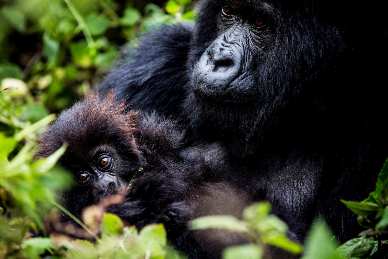 Bisate Lodge Bisate Lodge: Gorillamutter mit Baby