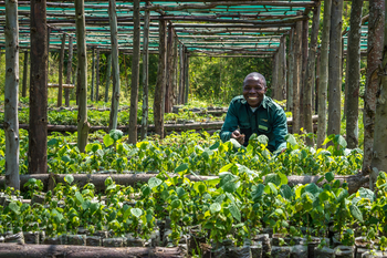 Bisate Lodge: Im Gemüsegarten