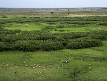 Busanga Bush Camp: Busanga Plains