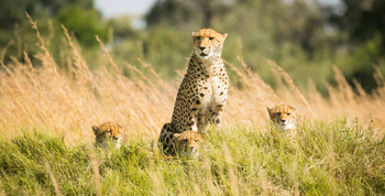 Bushman Plains Camp: Gepardenfamilie
