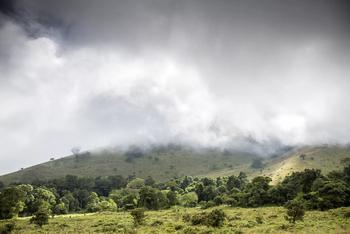 Campi ya Kanzi: Bergwald