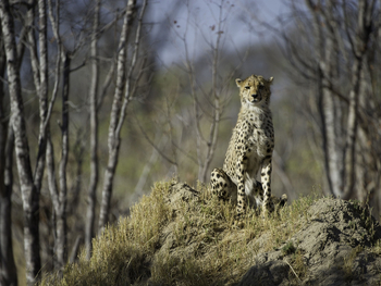 Davison's Camp: Gepard auf Hügel
