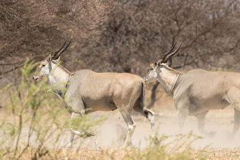 Dinaka Lodge: Elenantiliopen