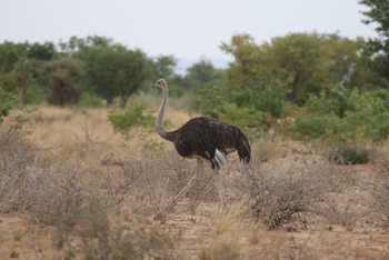 Dolomite Camp: Strauß