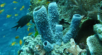 Fundu Lagoon: Tauchen