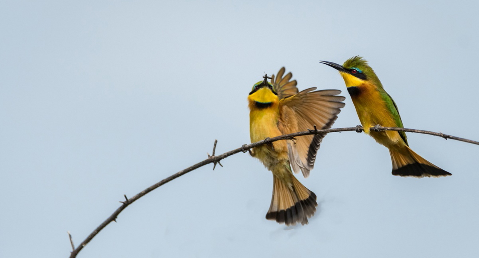 Ghoha Hills Savuti Lodge Ghoha Hills Savuti Lodge: Little Bee-Eater