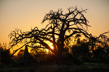 Gomoti Plains Camp: Tiere und Landschaft