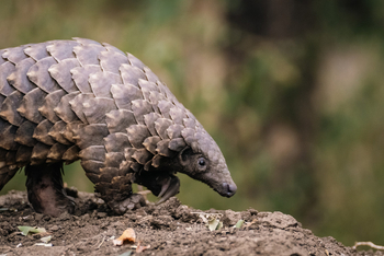 Gorongosa Safaris: Schuppentier Nahaufnahme