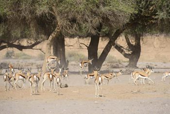 Hoanib Skeleton Coast Camp: Springböcke