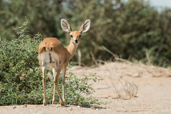 Hoanib Skeleton Coast Camp: Steenbok