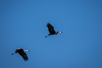 Karangoma Camp: Klunkerkraniche