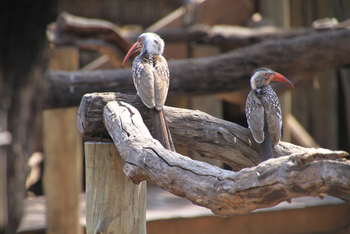 Lagoon Camp Lagoon Camp: Red-billed Hornbills