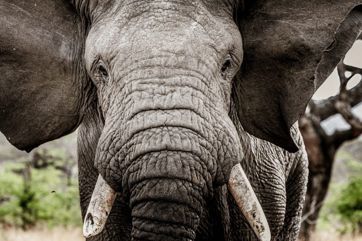 Legendary Nyasi Tented Camp