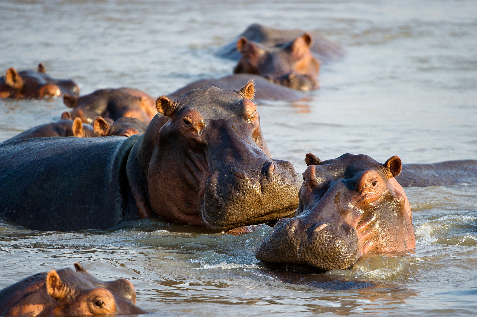 Lion Camp Lion Camp: Hippos