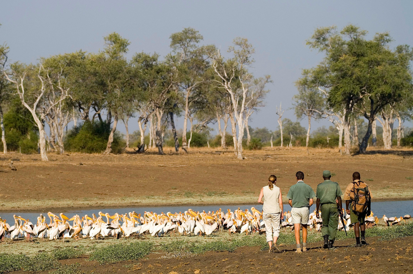Luangwa Bush Camping Luangwa Bush Camping: Pelikane