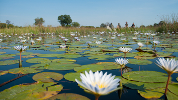 Macatoo Camp: Liliy Pond