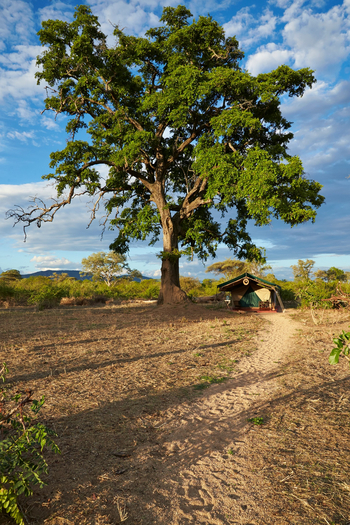Mdonya Old River Camp: Zugang zu einem Gästezelt