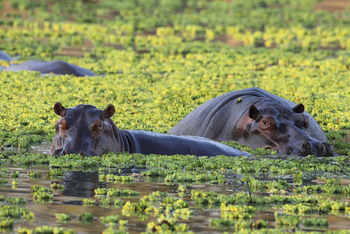 Mukambi Safari Lodge: Nilpferde im Kafue River