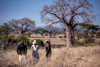Nimali Tarangire Camp: Walking Safari