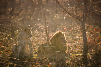 Ntemwa Busanga Bushcamp Ntemwa Busanga Bushcamp: Löwenpärchen