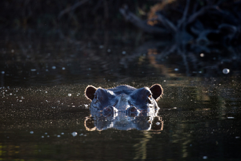 Ntemwa Busanga Bushcamp Ntemwa Busanga Bushcamp: Nilpferd im Wasser