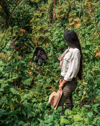 One and Only Gorilla's Nest: Gast und Gorilla