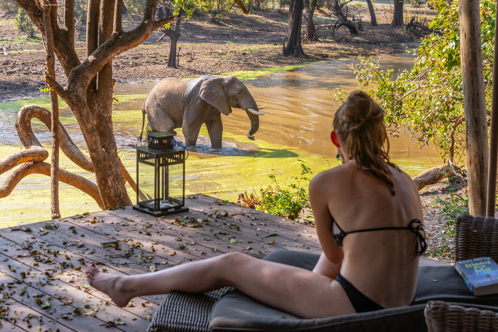 Painted Dogs Lagoon Camp Painted Dogs Lagoon Camp: Elefant vor dem Zelt