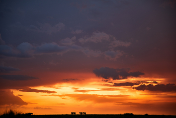 Saruni Mara Camp: Sonnenuntergang