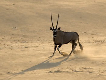 Serra Cafema Serra Cafema: Wachsame Oryxantilope