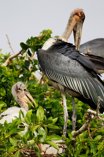 Shinde Footsteps Shinde Footsteps: Marabunest