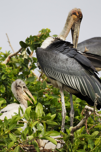 Shinde Lodge Shinde Lodge: Gefiederpflege