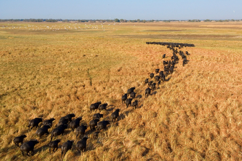 Shumba Camp Shumba Camp: Büffel auf den Plains