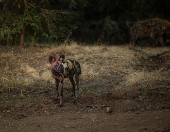 Sungani Lodge Sungani Lodge: Wildhund