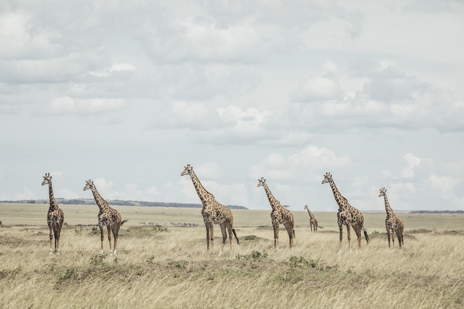 Tangulia Mara Camp Tangulia Mara Camp: Giraffengruppe in der Wildnis