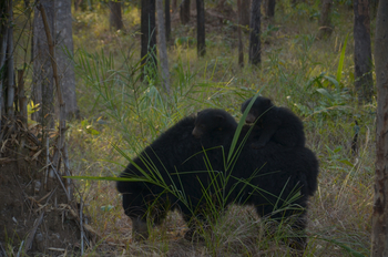 Tathastu Resort Satpura: Lippenbären