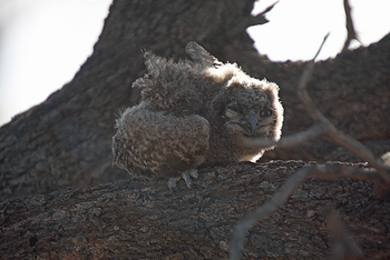 Tau Pan Camp Tau Pan Camp: Eulenästling