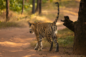 The Untamed Bandhavgarh: Bengal Tiger