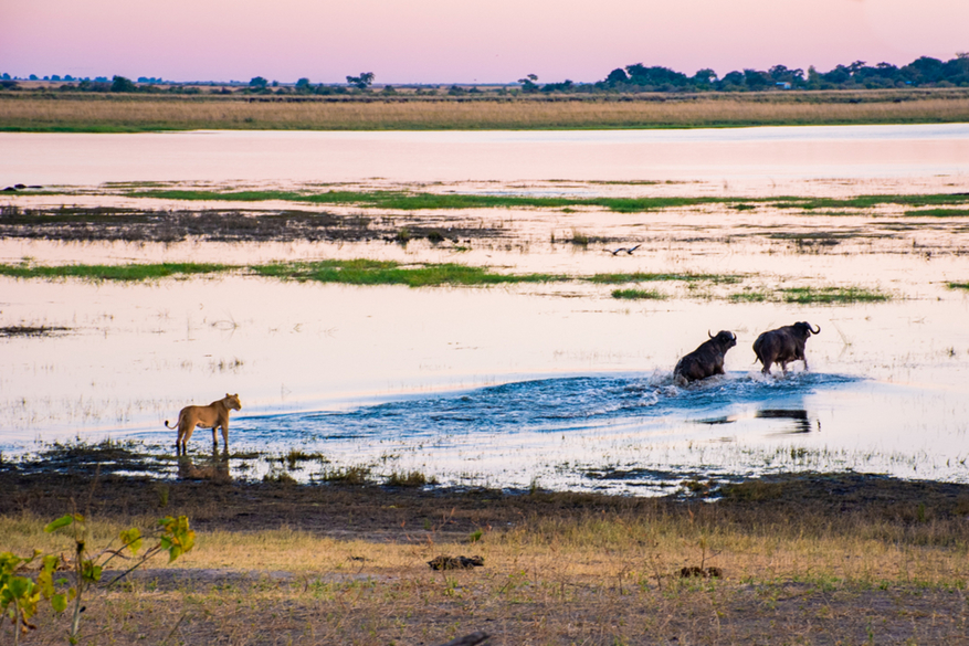 UOBS Chobe National Park