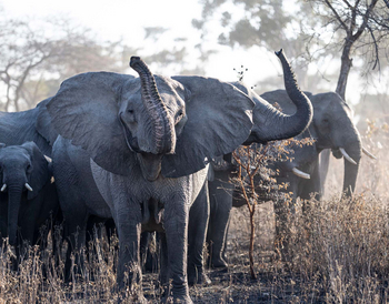 Usangu Expedition Camp: Aufgeregte Elefanten