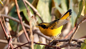 Vanghat: Golden-bush Robin