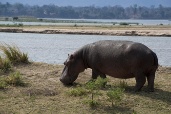 Zambezi Expeditions: Hippo