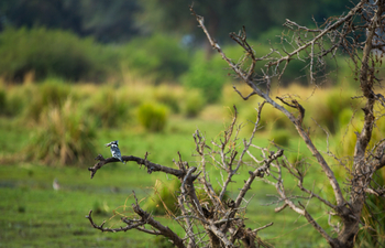 Amanzi Camp: Graufischer