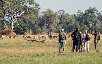 Belmond Eagle Island Lodge: Unter Antilopen