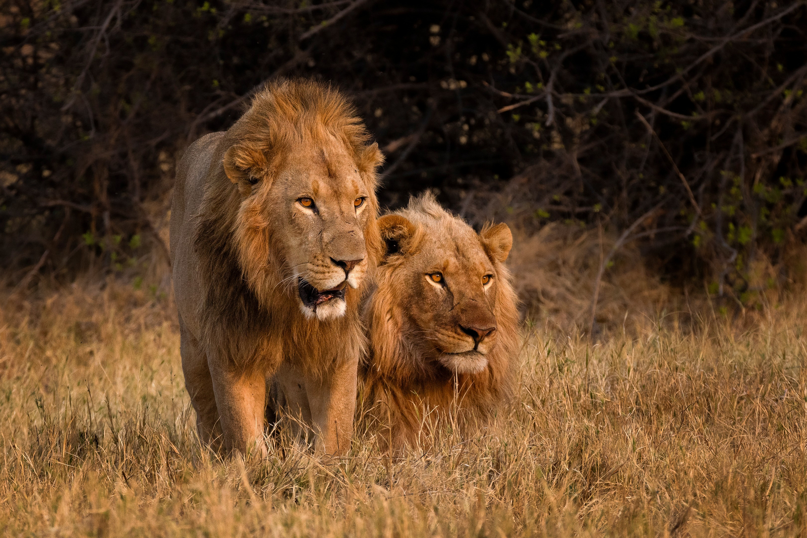 Camp Khwai Camp Khwai: Löwenbrüder