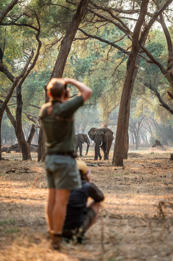 Classic Zambia Safaris Classic Zambia Safaris: Walking Safari