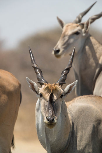 Dinaka Lodge: Elenantiliopen