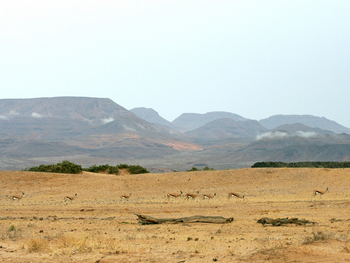 Doro Nawas Doro Nawas: Springböcke vor Bergkulisse