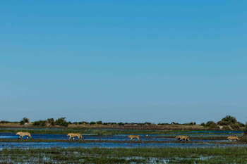 Duba Plains Camp: Löwenwasserparade