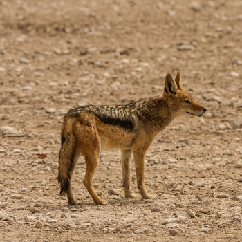 Epacha Game Lodge: Streifenschakal