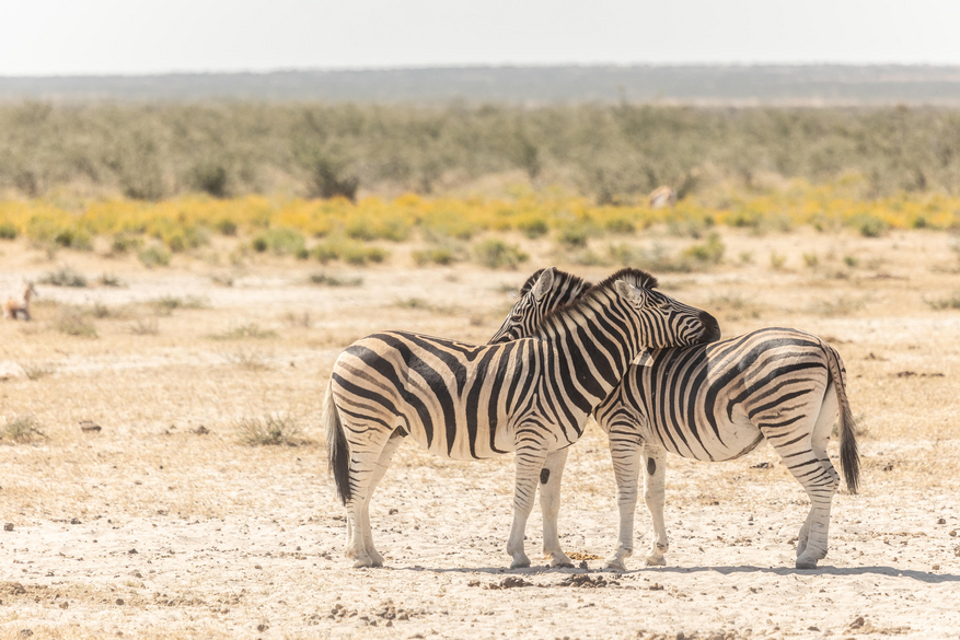 Etosha Oberland Lodge